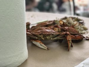 Important Blue Crab Vocabulary that Every Maryland Visitor Should Know